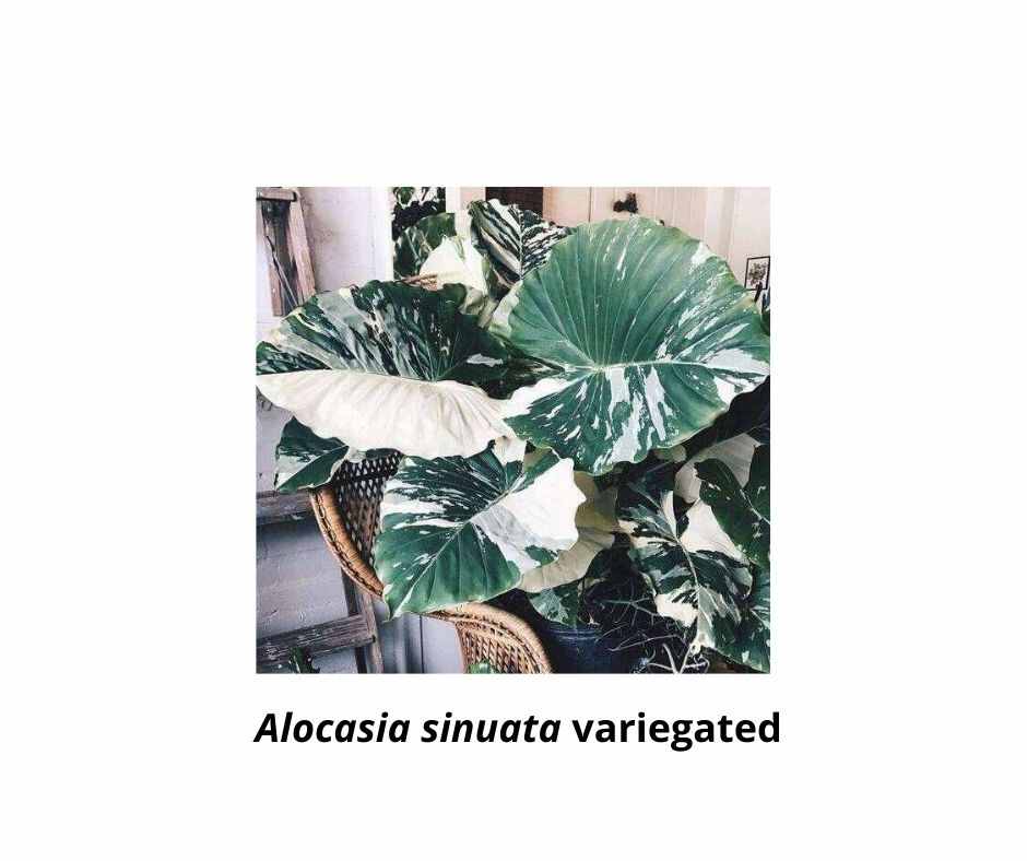 Alocasia sinuata variegated