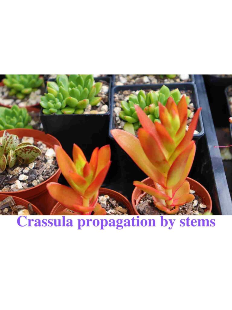 Crassula capitella propagation by stem