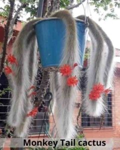 monkey tail cactus