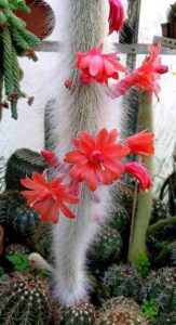 Monkey tail cactus flower