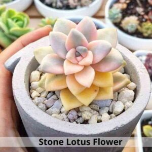 Stone Lotus Flower 