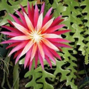 Ric Rac Cactus flower