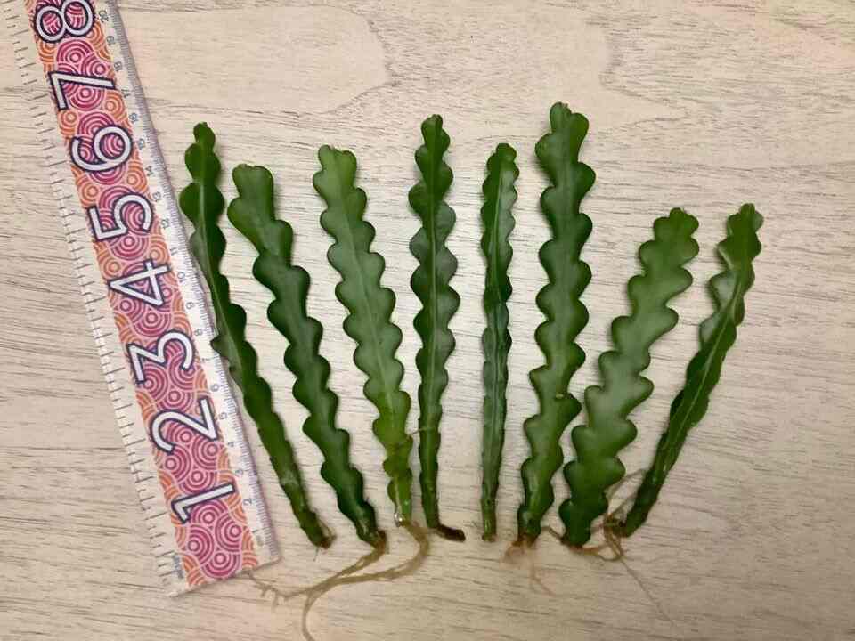 Ric Rac Cactus Care And Propagation Succulent Path