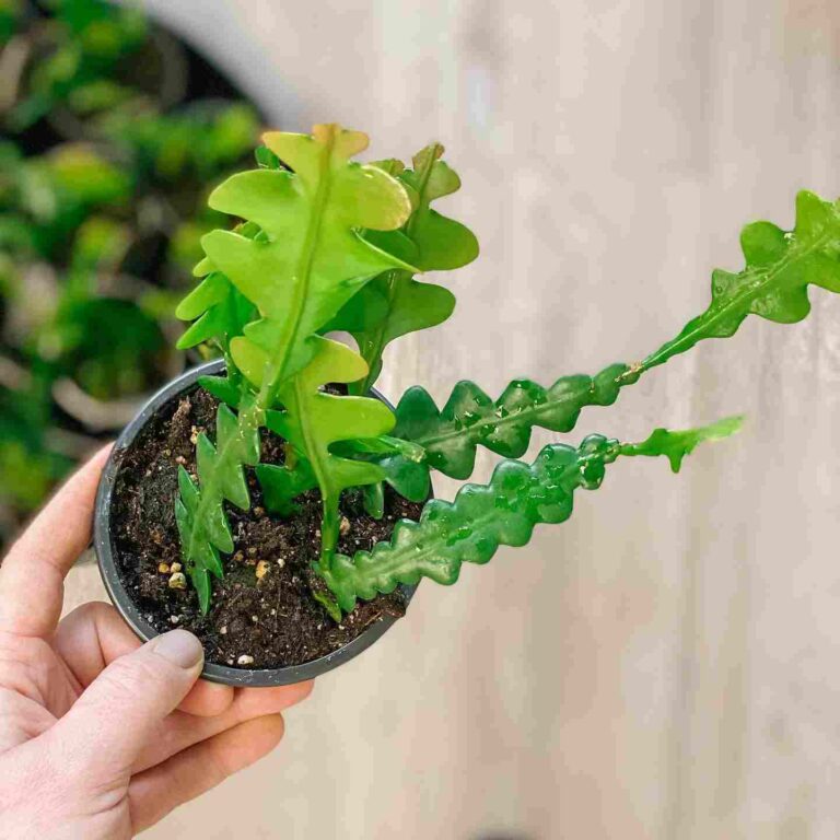 Ric Rac Cactus Care And Propagation Succulent Path