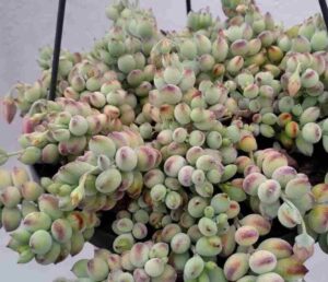 Cotyledon pendens plant 