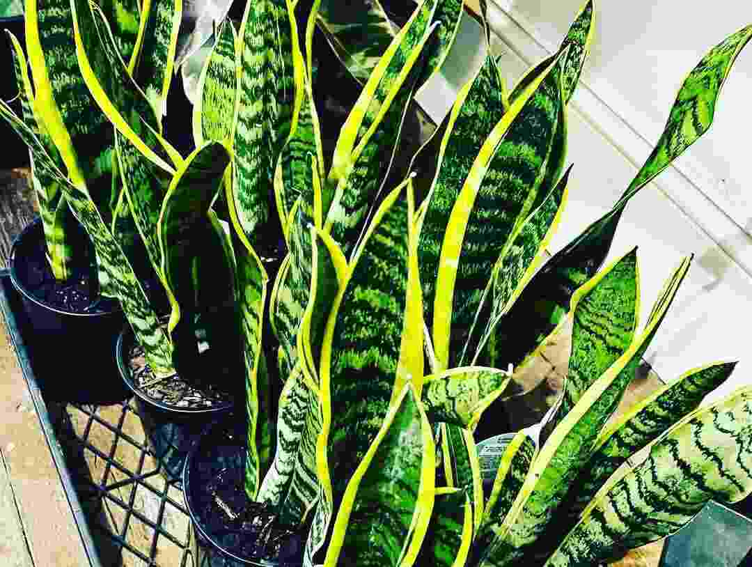 31 Types Of Snake Plants With Names And Images - Succulent Path