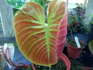 philodendron el choco red 