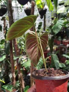 philodendron el choco red repotting 
