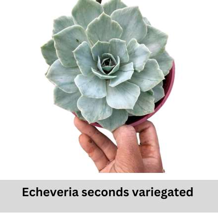 Echeveria seconds variegated 