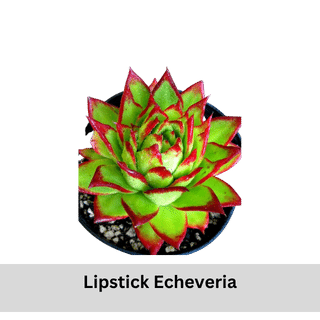 Lipstick Echeveria