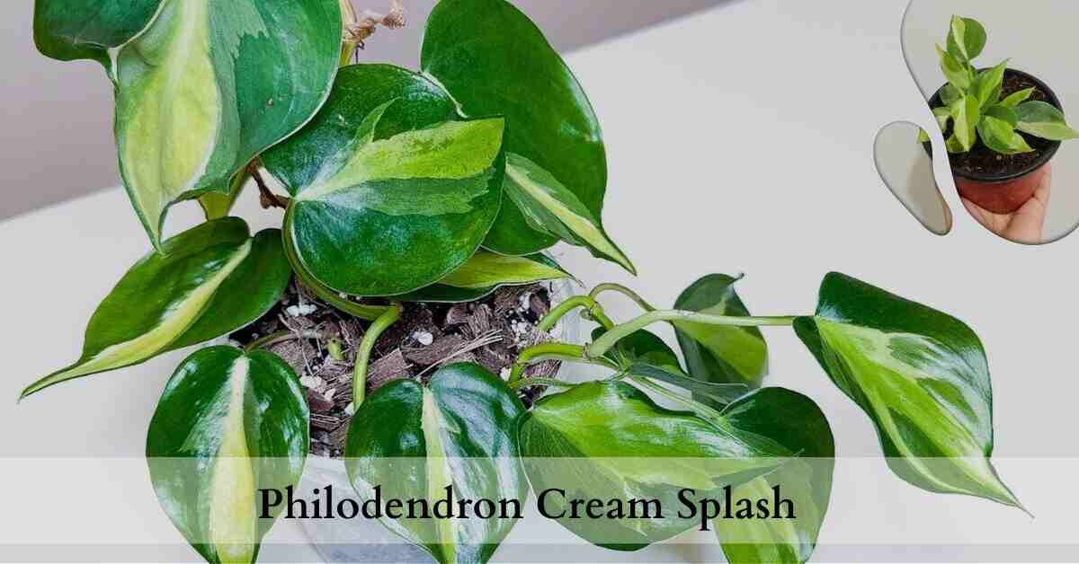 Philodendron cream splash