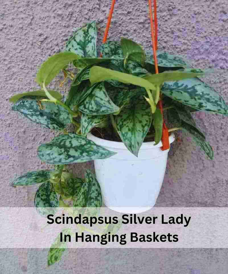 Scindapsus in hanging basket