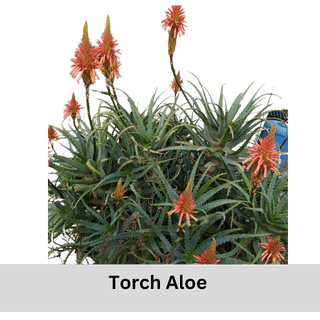 Torch Aloe