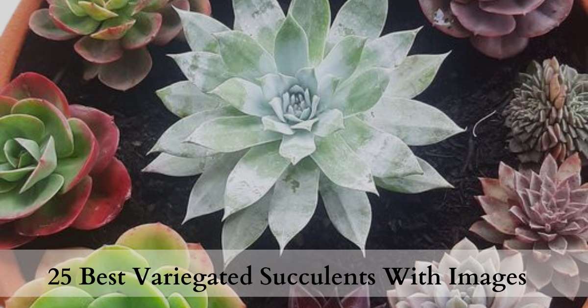 variegated succulents