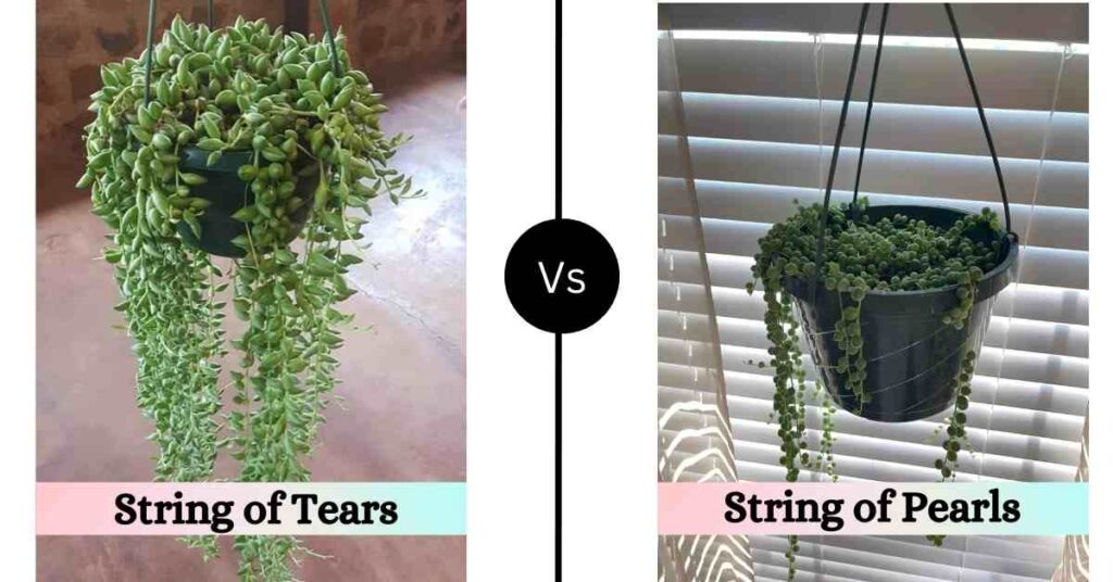 String of Tears vs String of Pearls