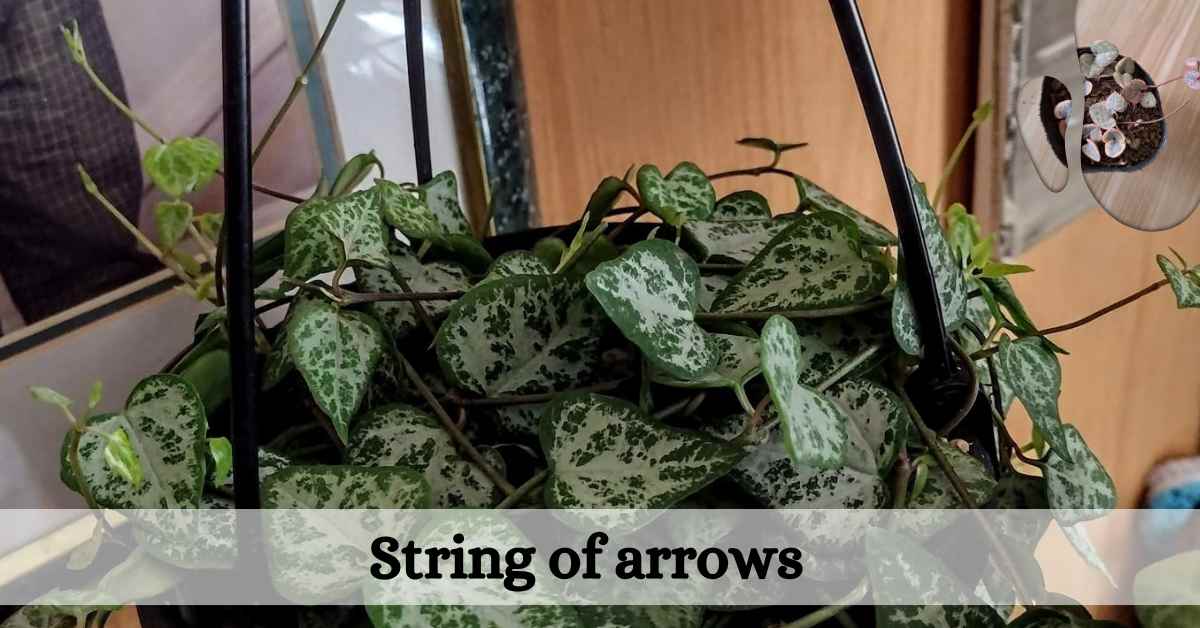 string of arrows