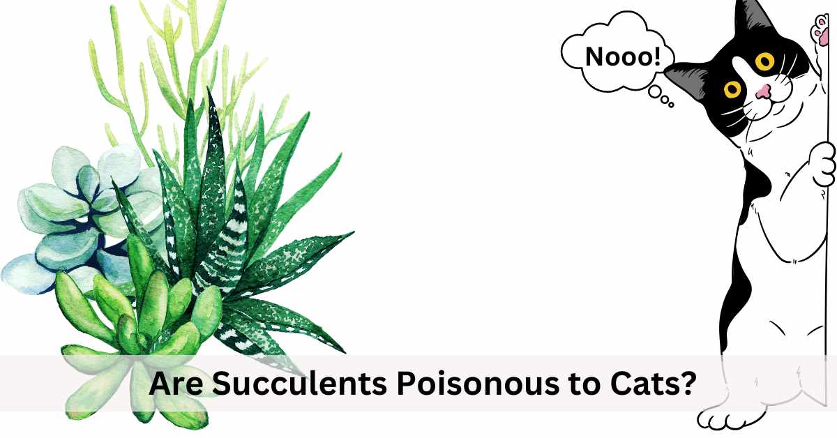 Are succulents poisonous to cats