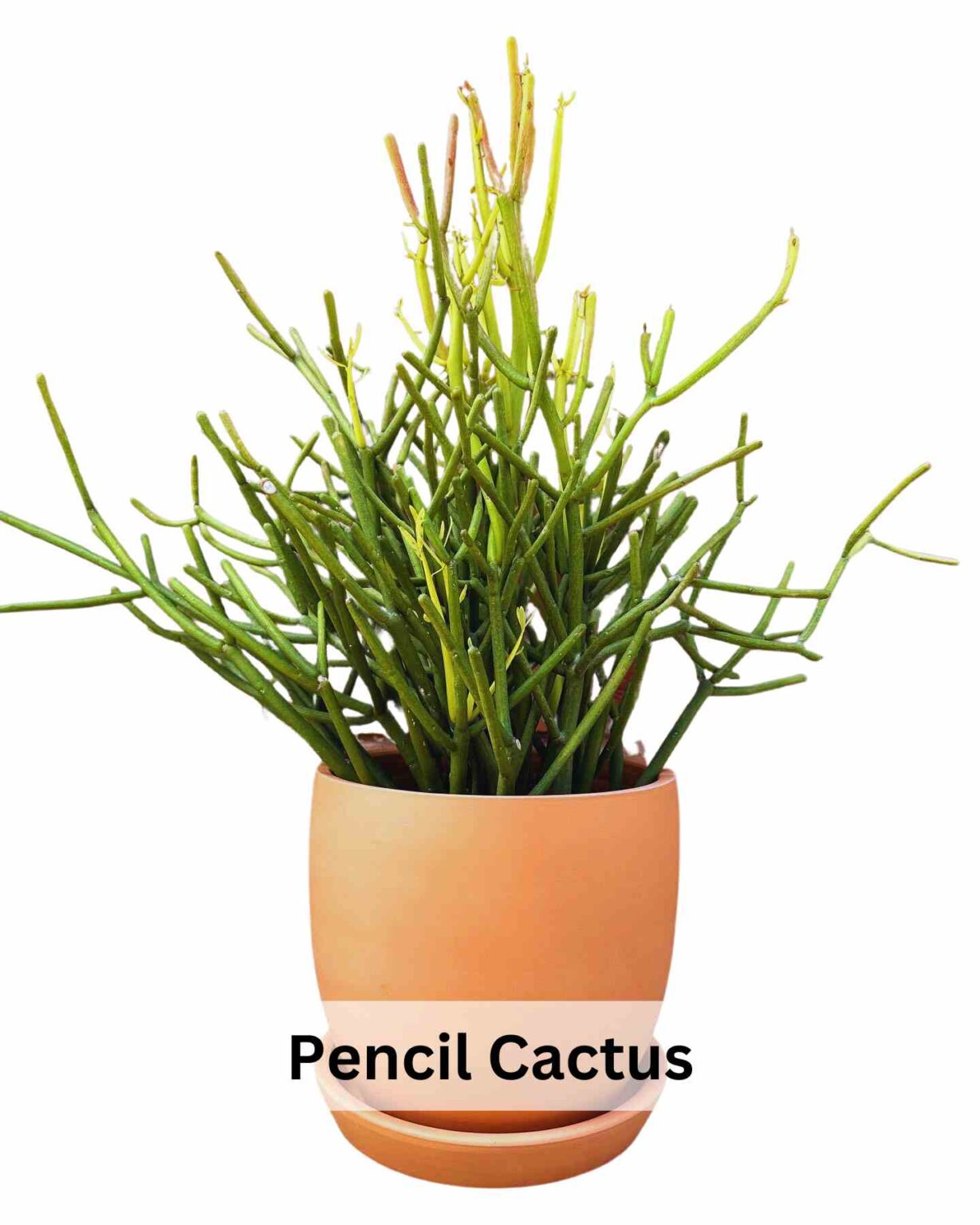 Are Succulents Poisonous to Cats Know the Truth ! Succulent Path