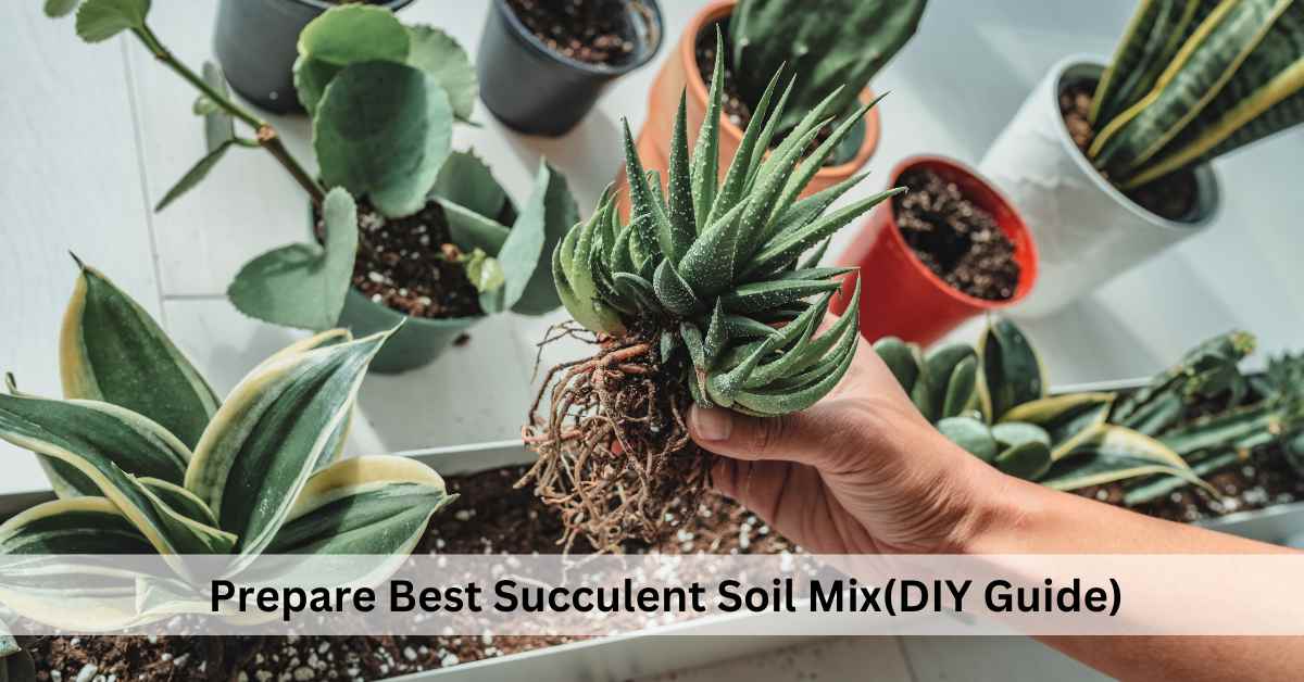 How to Make Best Succulent Soil Mix