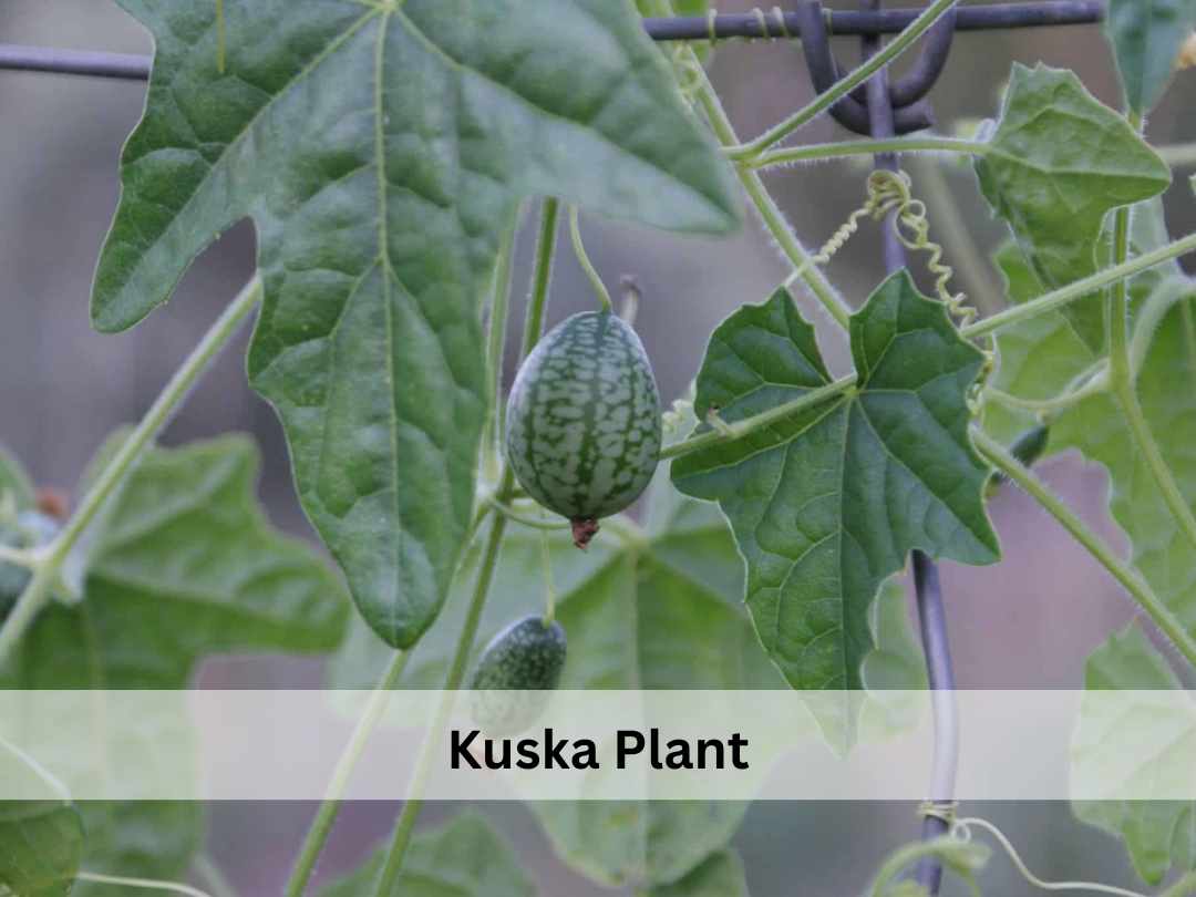 kuska plant shwoing leaves and a fruit