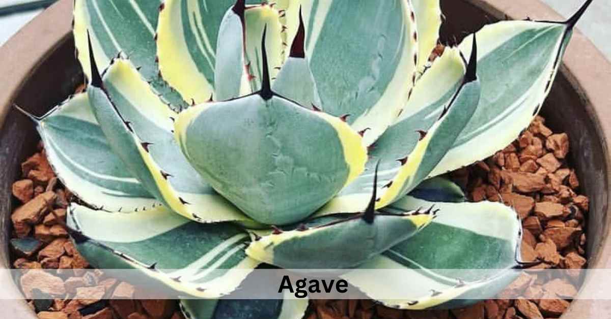 Succulent Plants Meaning In Spiritual, Love and Feng shui Succulent Path