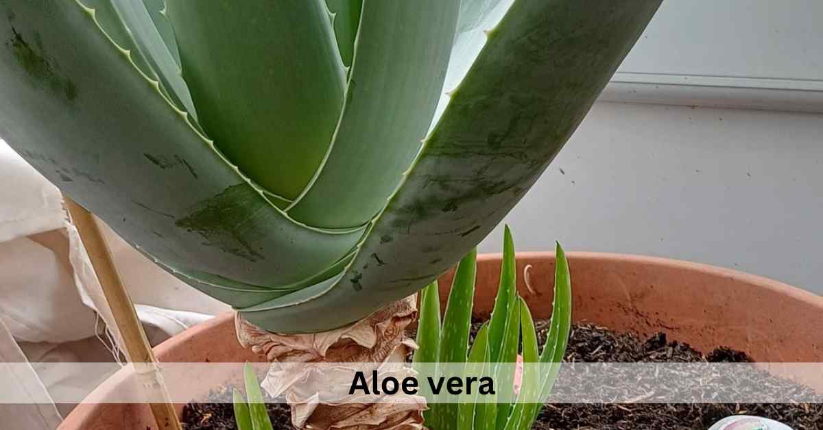 Succulent Plants Meaning In Spiritual, Love and Feng shui Succulent Path