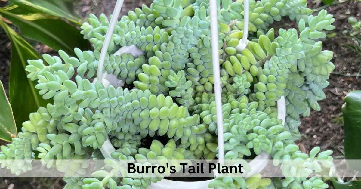 Succulent Plants Meaning In Spiritual, Love and Feng shui Succulent Path