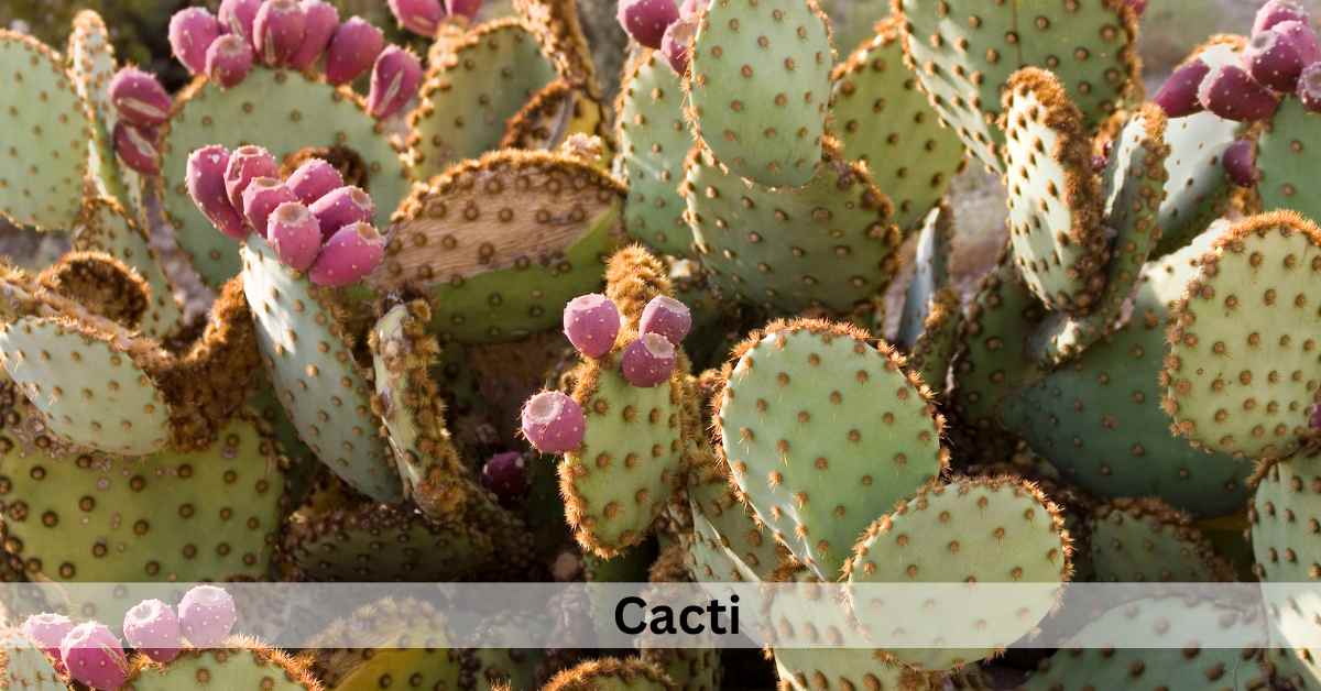 Succulent Plants Meaning In Spiritual, Love and Feng shui Succulent Path