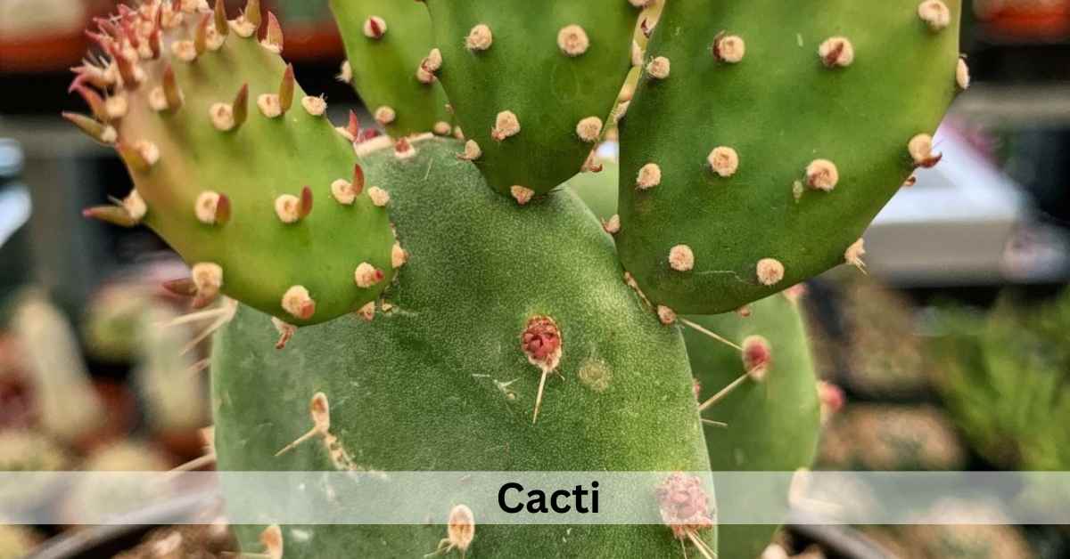 Succulent Plants Meaning In Spiritual, Love and Feng shui Succulent Path