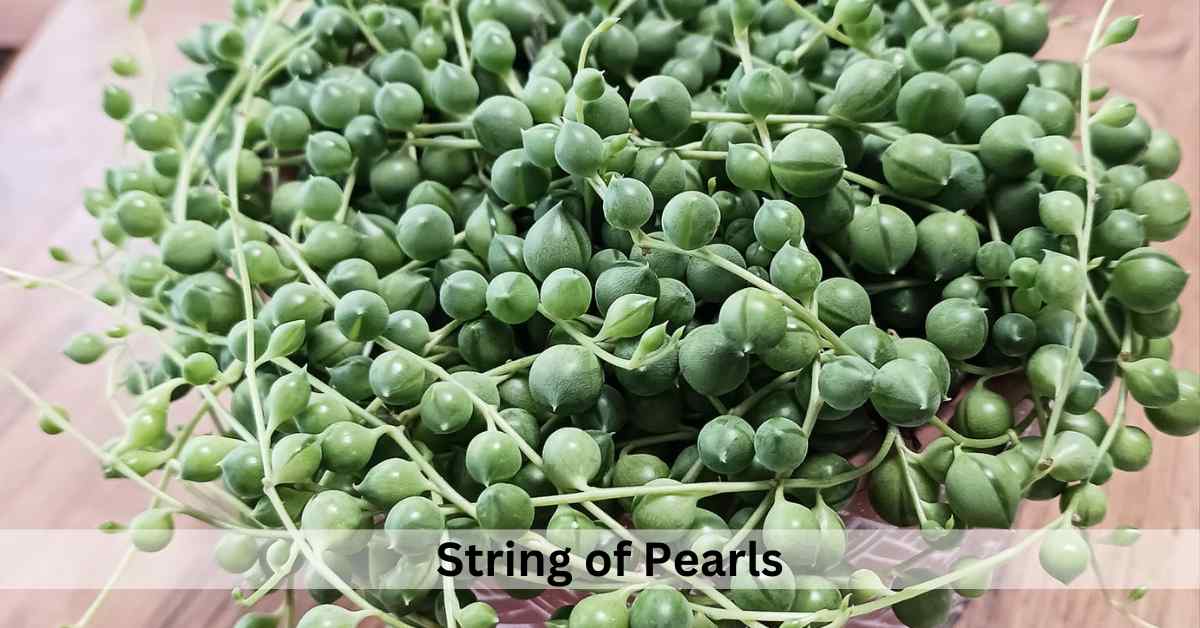 Succulent Plants Meaning In Spiritual, Love and Feng shui Succulent Path