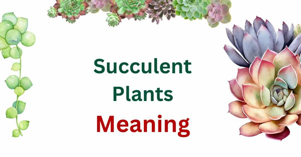 Succulent Plants Meaning: In Spiritual, Love and Feng shui - Succulent Path