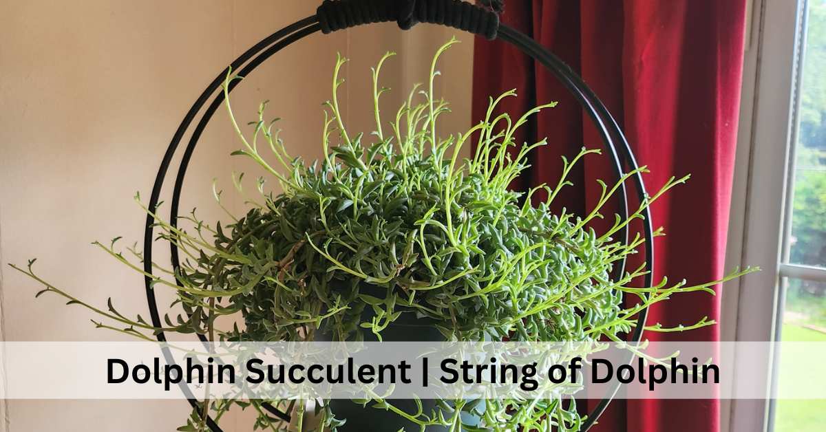 Dolphin Succulent, string of dolphin