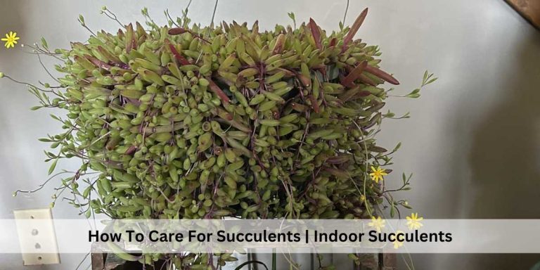 How To Care For Succulents | Indoors and Outdoors Succulents Care ...