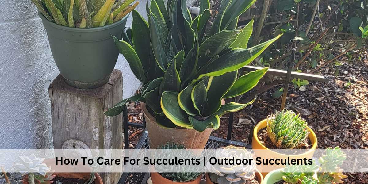How To Care For Succulents | Indoors and Outdoors Succulents Care ...
