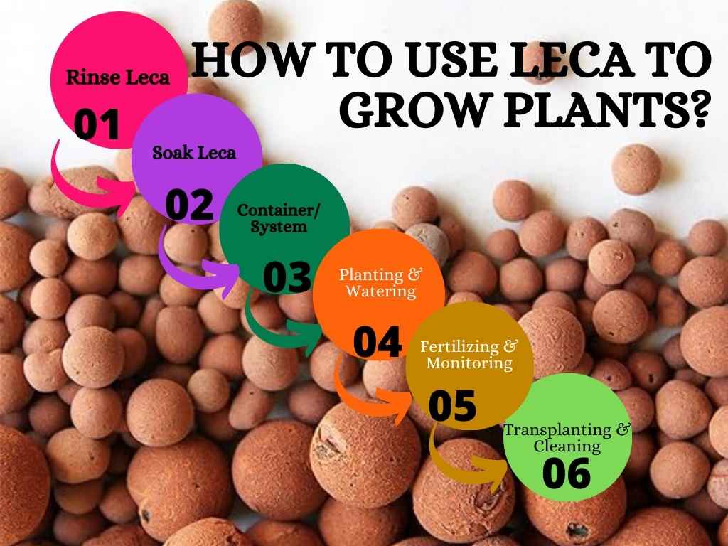 How to use Leca to Grow Plants?