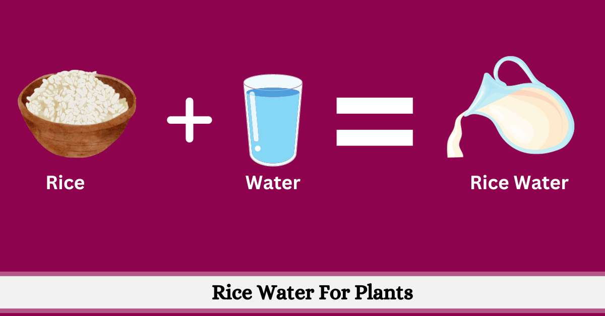 Rice water for plants