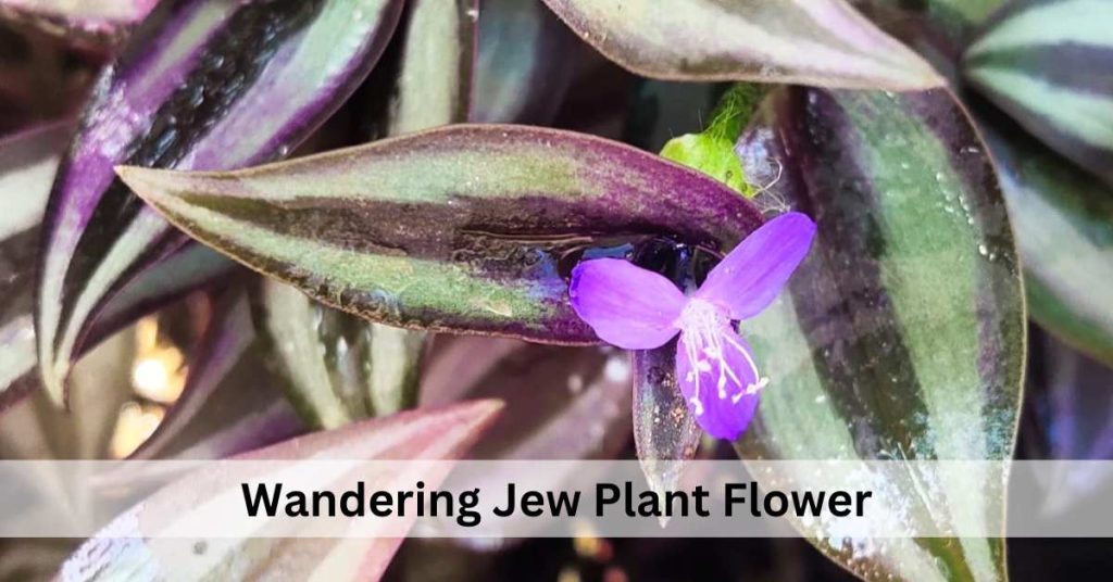 wandering jew plant flower