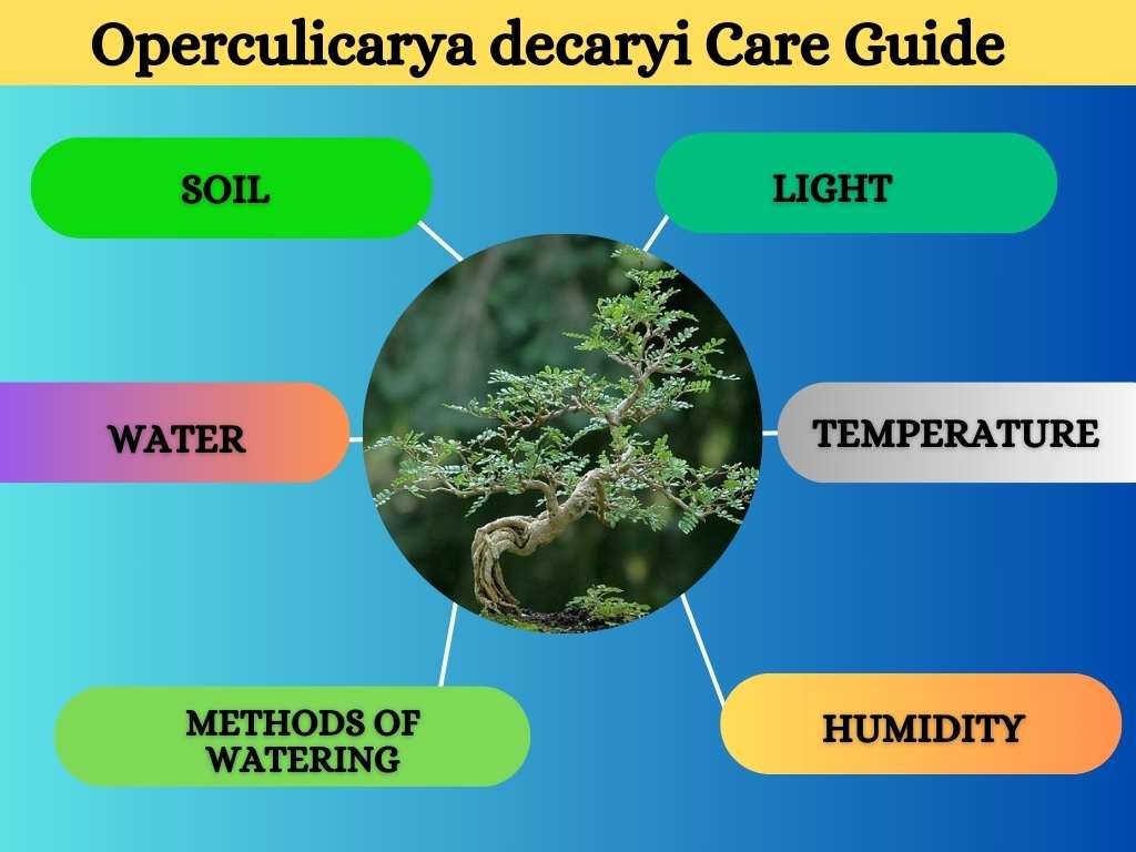 Operculicarya decaryi care guide