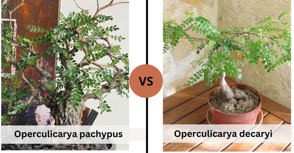 Operculicarya pachypus vs decaryi