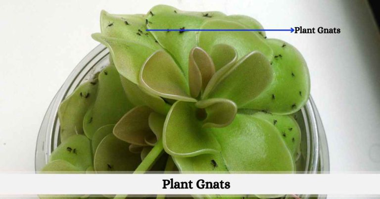 How to get rid of plant gnats? - Succulent Path