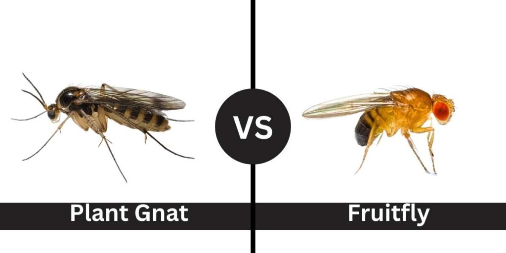 plant gnats vs fruit flies
